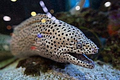 美任发布《宝可梦传说：阿尔宙斯》新短片 展示洗翠地区季节昼夜变化